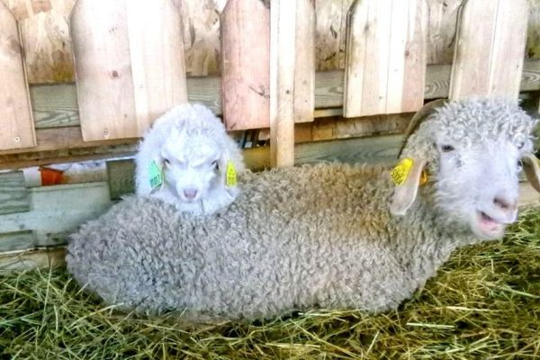 Ferme Lou Pagora Mohair du Velay Tiranges (13)