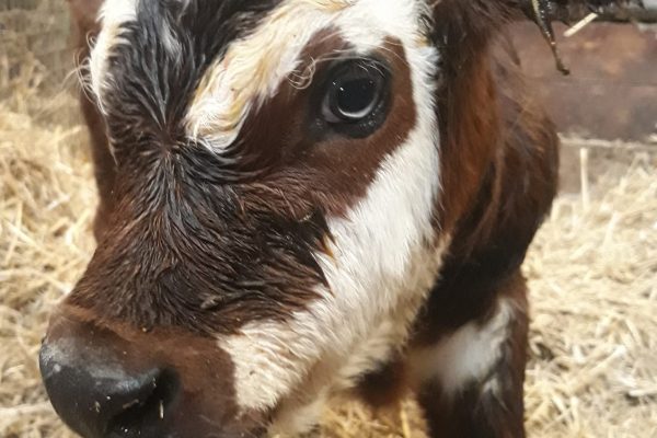 GAEC du Pasturagou ferme bio et aire de repos Fontans (7)