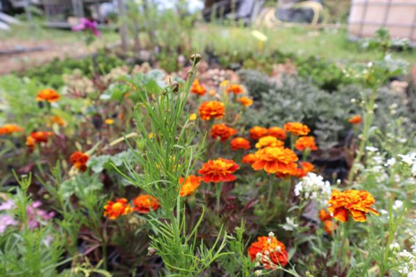 André Bissardon Beauzac plantes aromatiques (3)-min