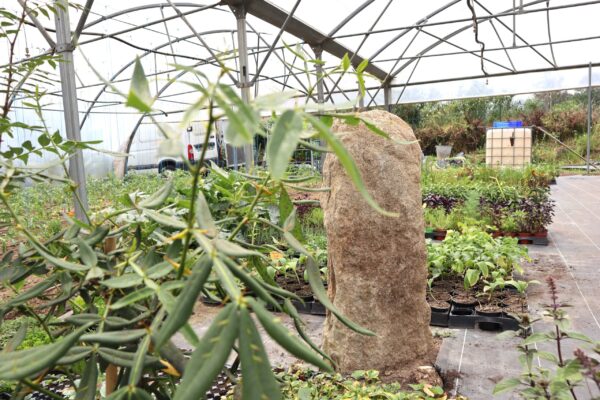 André Bissardon Beauzac plantes aromatiques (8)-min