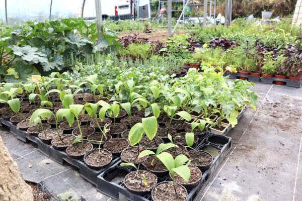 André Bissardon Beauzac plantes aromatiques-min